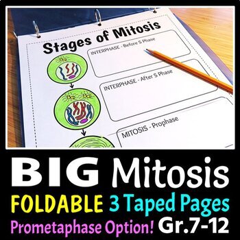 Preview of Mitosis Foldable - Big Foldable for Interactive Notebooks or Binders