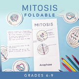 Mitosis Foldable For Binders & Interactive Notebooks