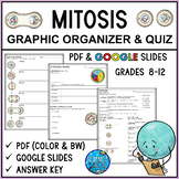 Mitosis Graphic Organizer & Quiz
