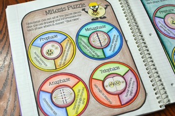 Mitosis Interactive Notebook Puzzle Activity by Math in Demand | TpT