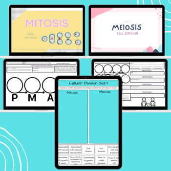 Preview of Mitosis & Meiosis Bundle