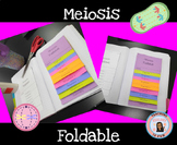 Meiosis Foldable