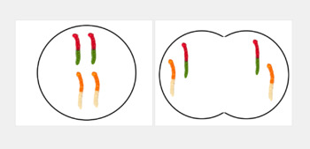 Preview of Mitosis/Meiosis Gummy Worm Cell Mats