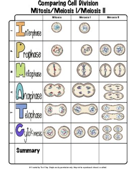 Mitosis Meiosis I Meiosis Ii Comparison Anchor Chart By No Boring Biology