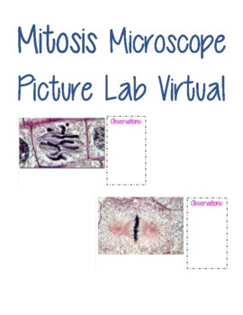 Preview of Mitosis Microscope Picture Lab Virtual