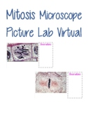 Mitosis Microscope Picture Lab Virtual