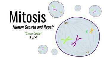 Preview of Mitosis - Middle School Science 1of4