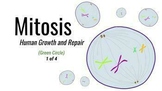 Mitosis - Middle School Science 1of4