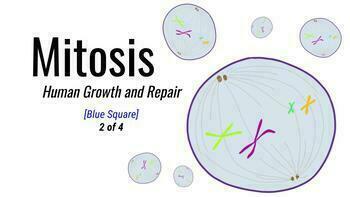 Preview of Mitosis - Middle School Science 2of4