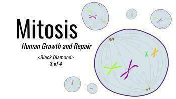 Preview of Mitosis - Middle School Science 3of4