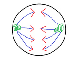 Mitosis Notes with Website