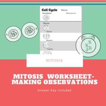 Preview of Mitosis Worksheet.  Perfect for Lab
