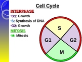 Mitosis Overview