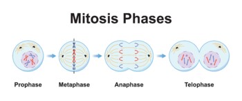Preview of Mitosis Phases .Cell Division.