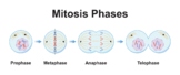 Mitosis Phases .Cell Division.