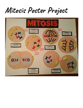 Preview of Mitosis Poster Project