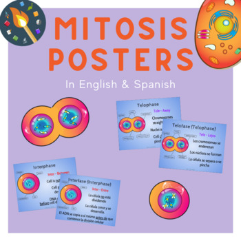Preview of Mitosis Posters in English and Spanish