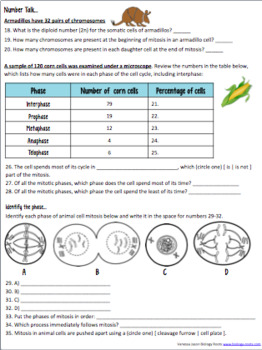 Cell Division Mitosis Homework or Classwork- supports distance learning