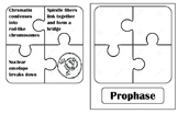 Mitosis Puzzle Pieces Practice
