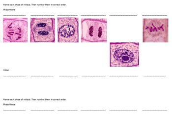 Preview of Mitosis Quick Review
