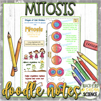 Preview of Mitosis Doodle Notes & Quiz