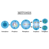 Mitosis. Stages of Cell division. mitosis of cells with ch