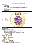 Mitosis Study Guide