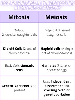 Mitosis Vs Meiosis Anchor Chart by Science Smarter Not Harderr | TPT