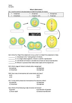 Mitosis And Cytokinesis Teaching Resources | TPT