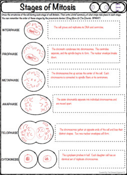 34 Cell Division Mitosis And Cytokinesis Worksheet Answers Worksheet Resource Plans Limit my search to r/enchantedlearning.com. 34 cell division mitosis and