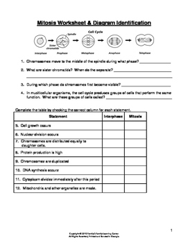 Preview of Mitosis Worksheet & Diagram Identification