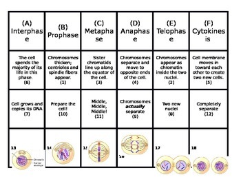 Preview of Mitosis and Cell Cycle Card Sort Activity (Cards, Mat, and KEY)