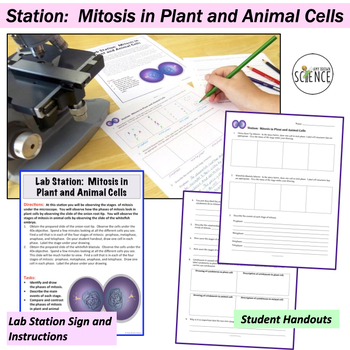 Mitosis And Meiosis Chat Cell Division Lab Stations By Amy Brown Science