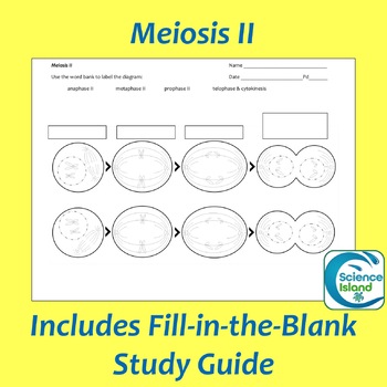 blank meiosis worksheet