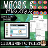 Mitosis and Meiosis Activities - Digital Google Slides™ and Print