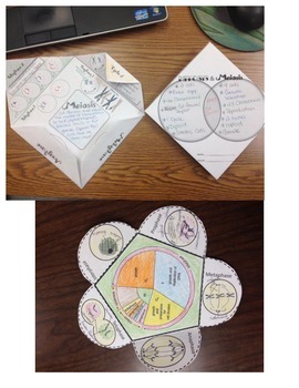 Preview of Mitosis and Meiosis Foldable Bundle