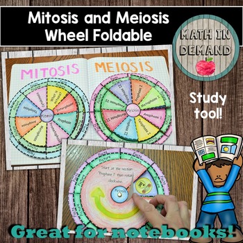 Preview of Mitosis and Meiosis Wheel Foldables (Great for Science Interactive Notebooks)