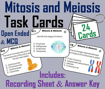 Preview of Mitosis and Meiosis Task Cards (Biology: Cell Division - Cell Cycle Activity)