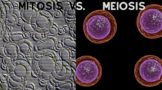 Mitosis and Meiosis a side by side view a guide to Amoeba Sisters video. 