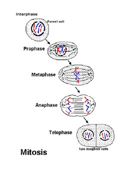 stages of mitosis for kids