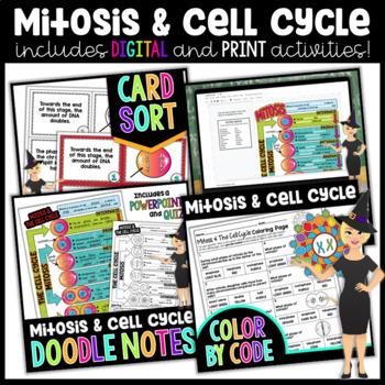 Preview of Mitosis and The Cell Cycle Activities Bundle
