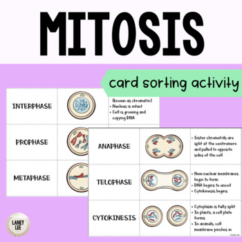 Preview of Mitosis and the Cell Cycle: Card Sort