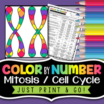 Preview of Mitosis and the Cell Cycle Color by Number - Science Color By Number Review