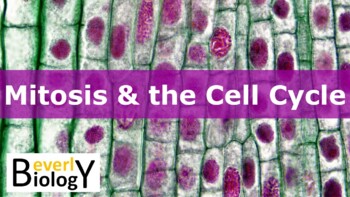 Preview of Mitosis and the Cell Cycle PowerPoint (& free student handout)