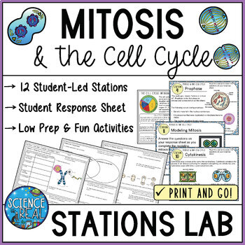 Preview of Mitosis and the Cell Cycle Stations Lab - Student Led Mitosis Stations