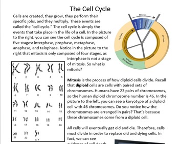 Preview of Mitosis and the Cell Cycle reading packet