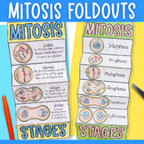 Mitosis cell cycle foldable sequencing activity interactiv