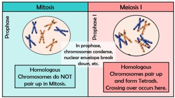Mitosis Vs Meiosis Animated Powerpoint Ap Biology And