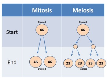 Preview of Mitosis vs. Meiosis Animation PowerPoint