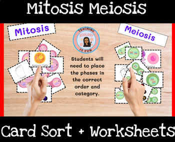 Preview of Mitosis Meiosis Card Sort Principles of Biomedical Science